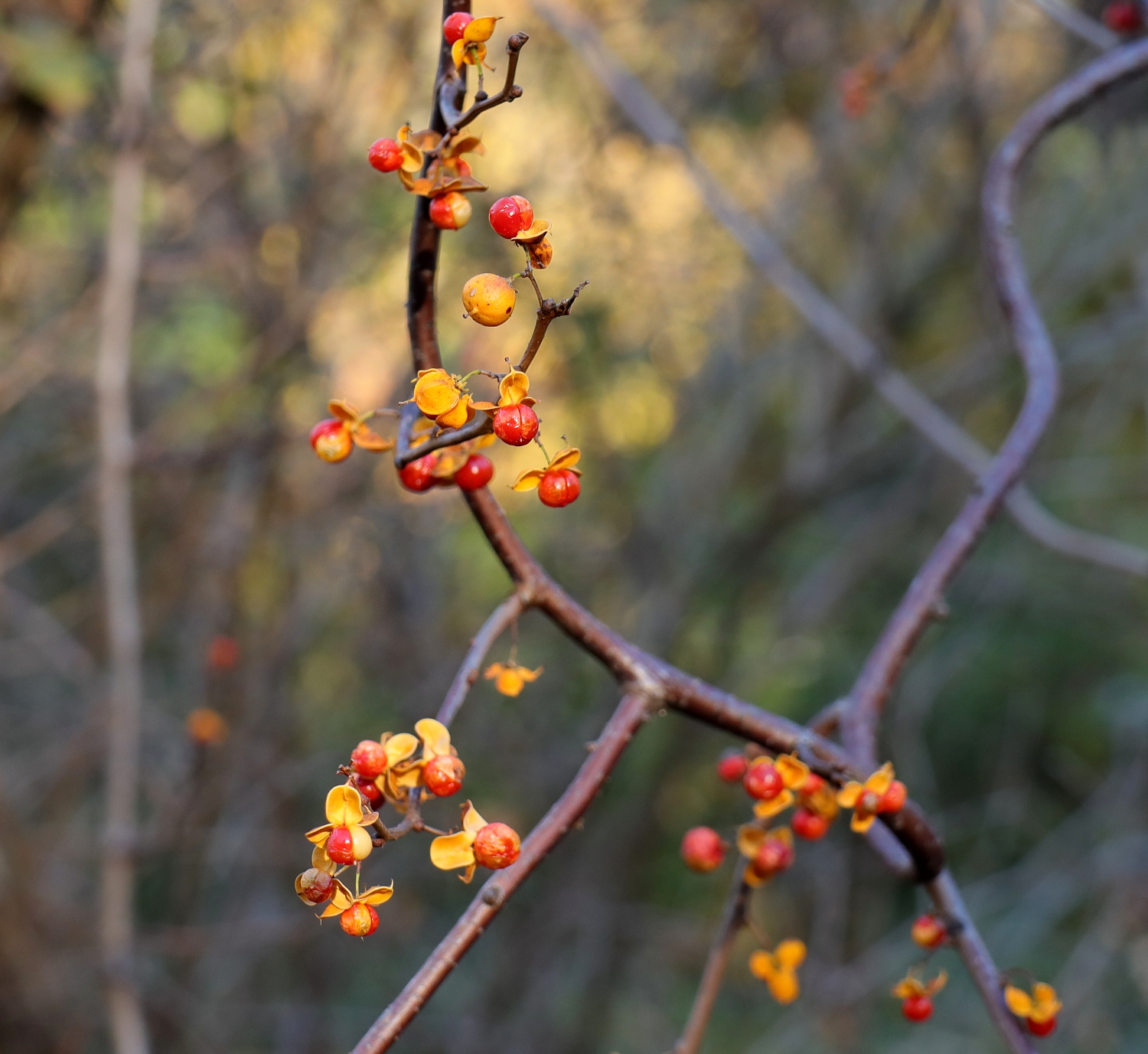 ツルウメモドキ 山川草木図譜