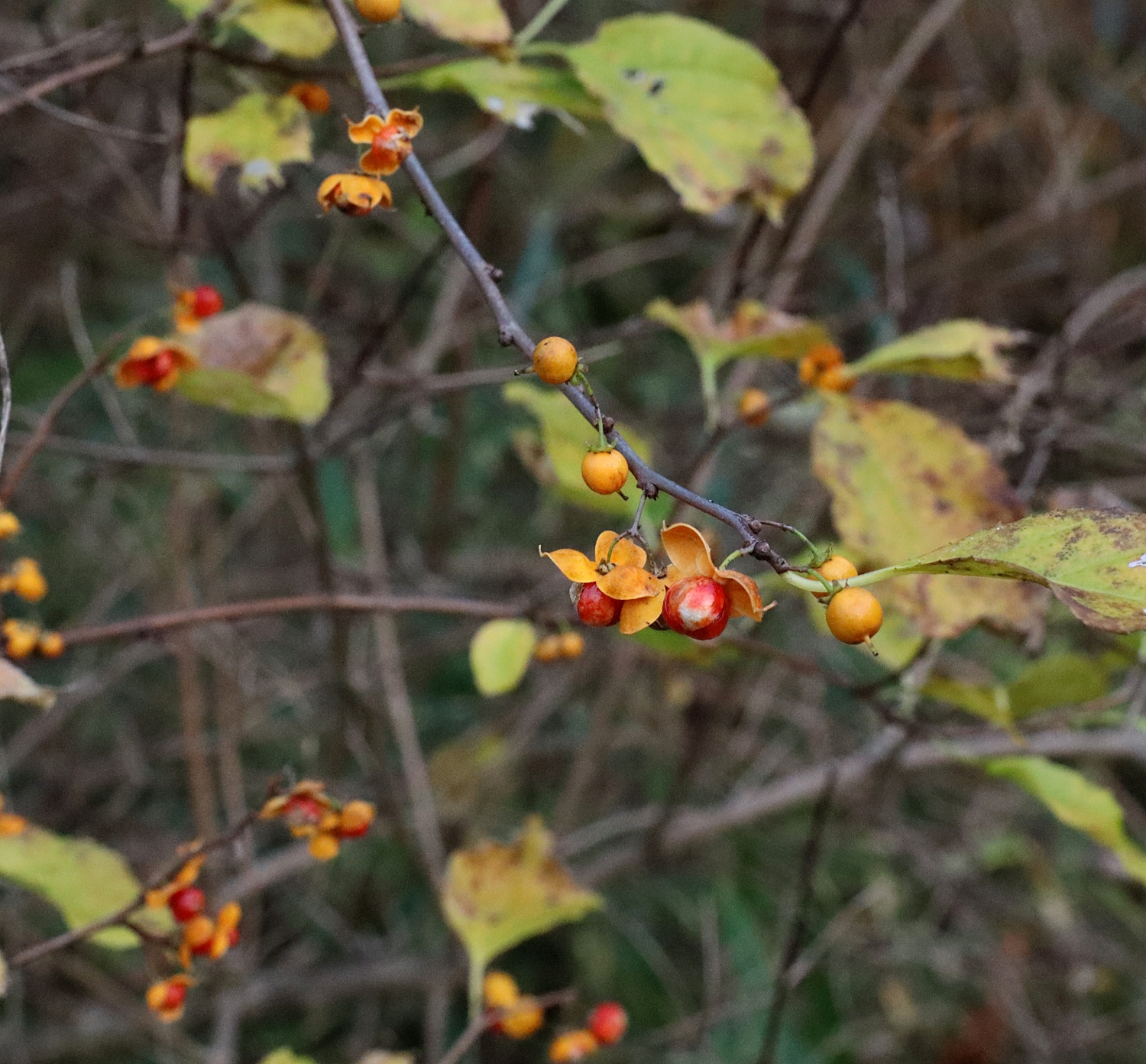 ツルウメモドキ 山川草木図譜