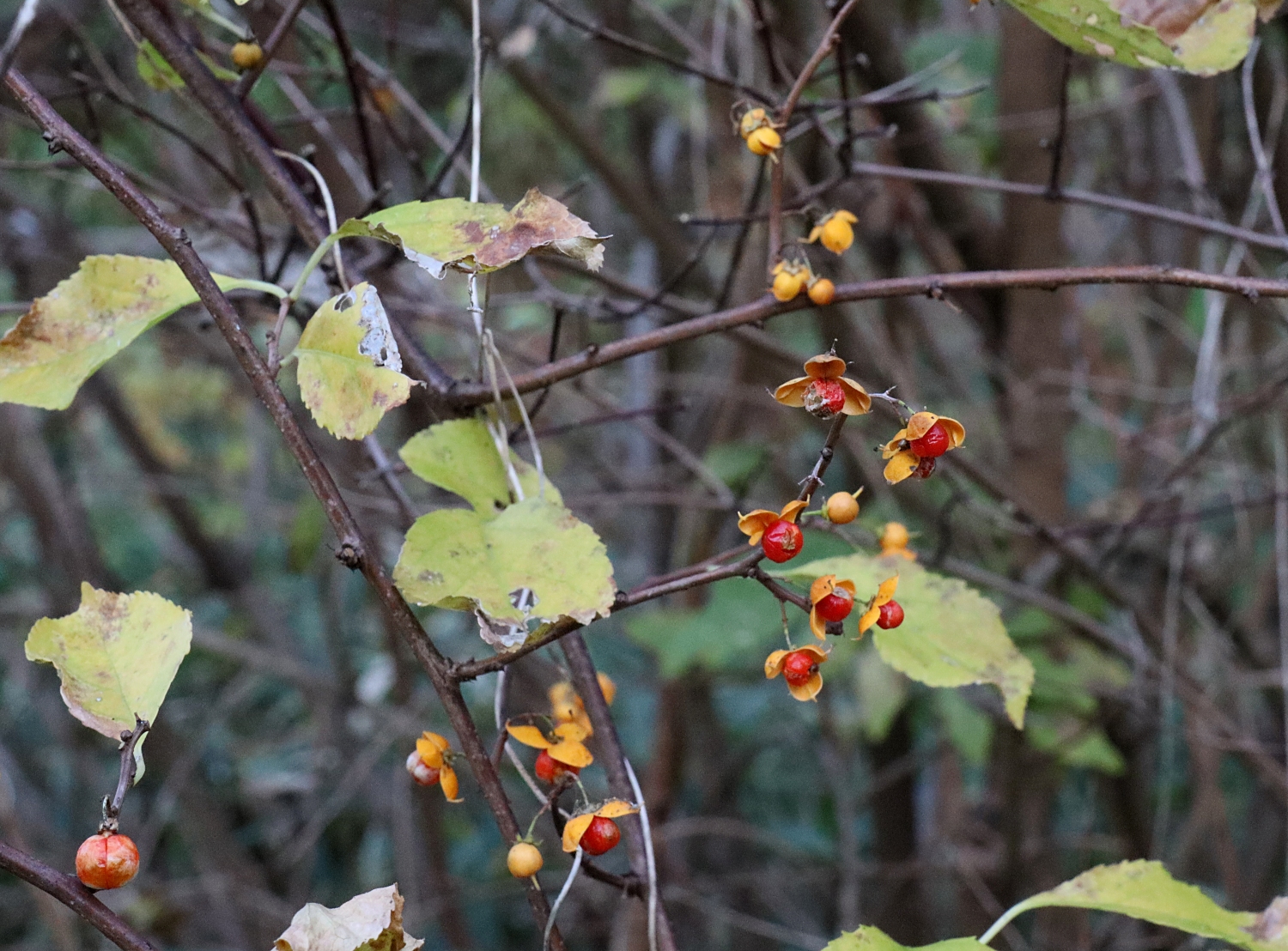 ツルウメモドキ 山川草木図譜