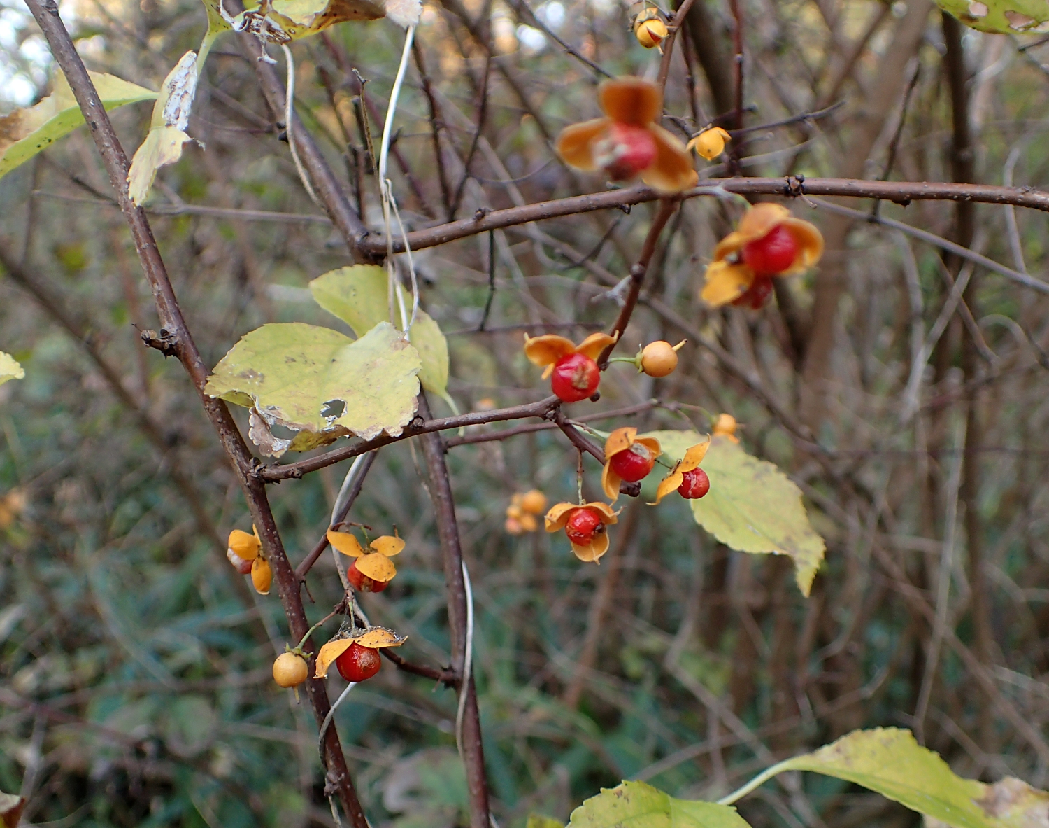ツルウメモドキ 山川草木図譜