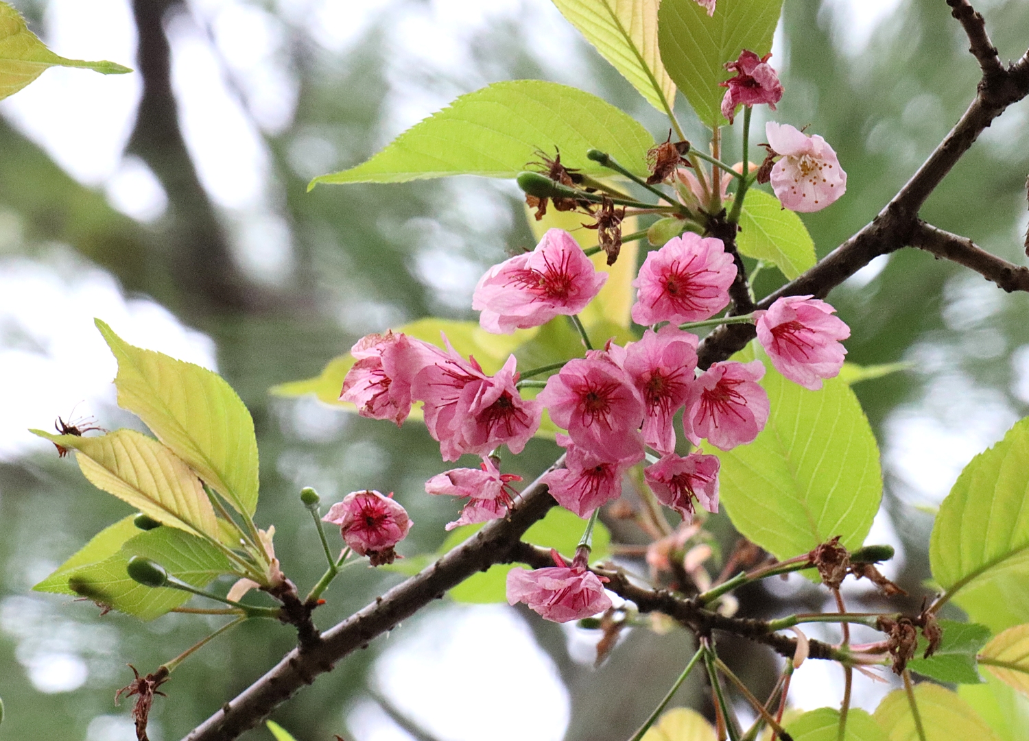 オオカンザクラ 山川草木図譜