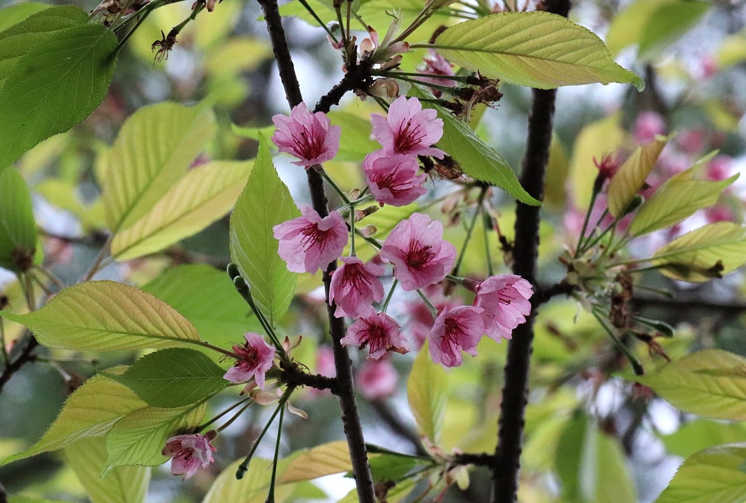 オオカンザクラ 山川草木図譜
