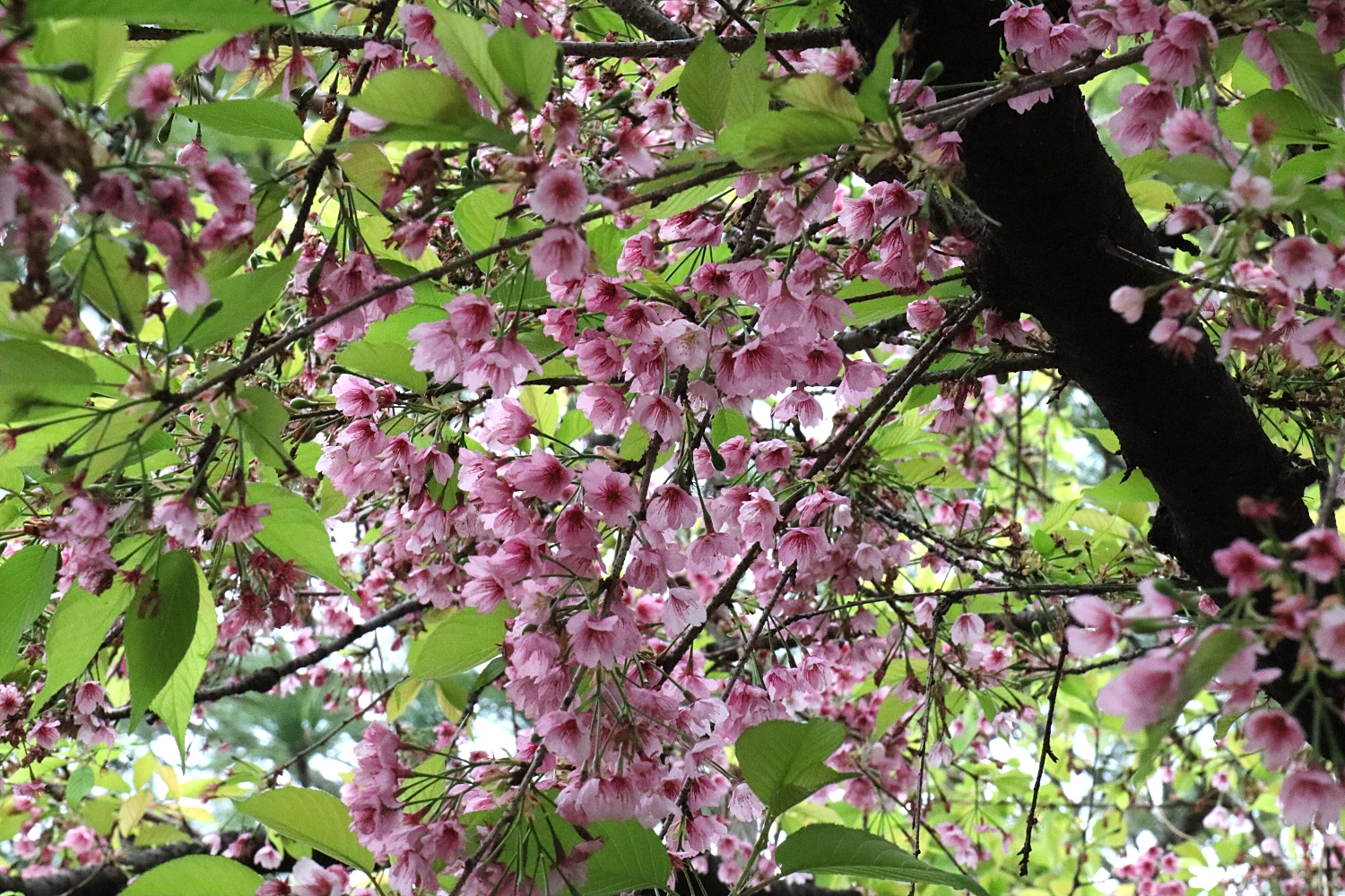 オオカンザクラ 山川草木図譜