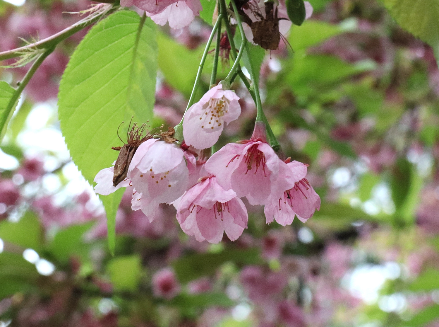 オオカンザクラ 山川草木図譜