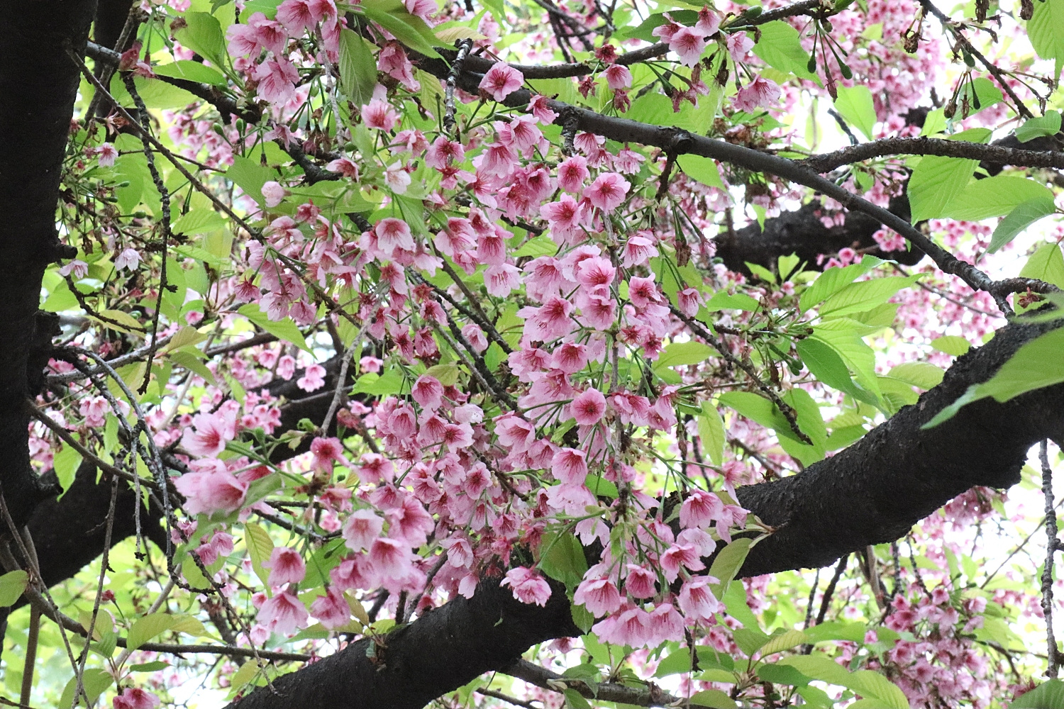 オオカンザクラ 山川草木図譜