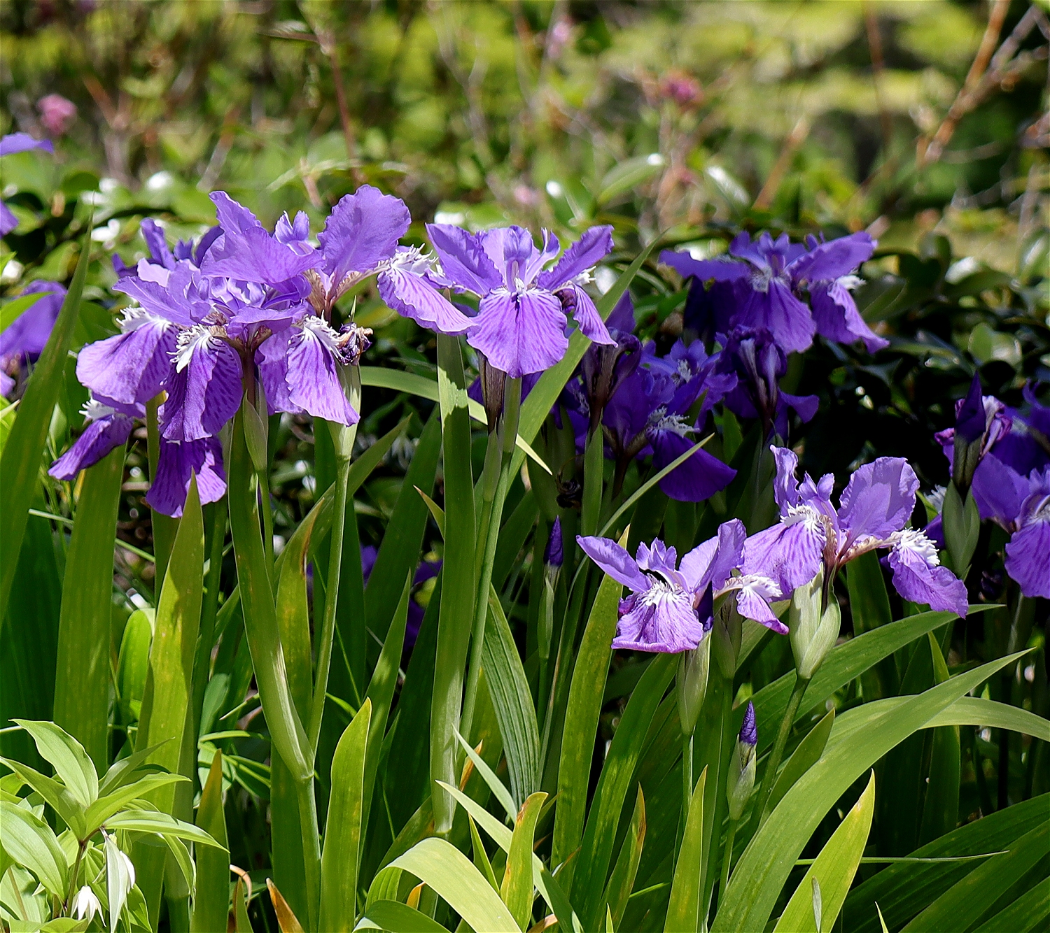 イチハツ 山川草木図譜