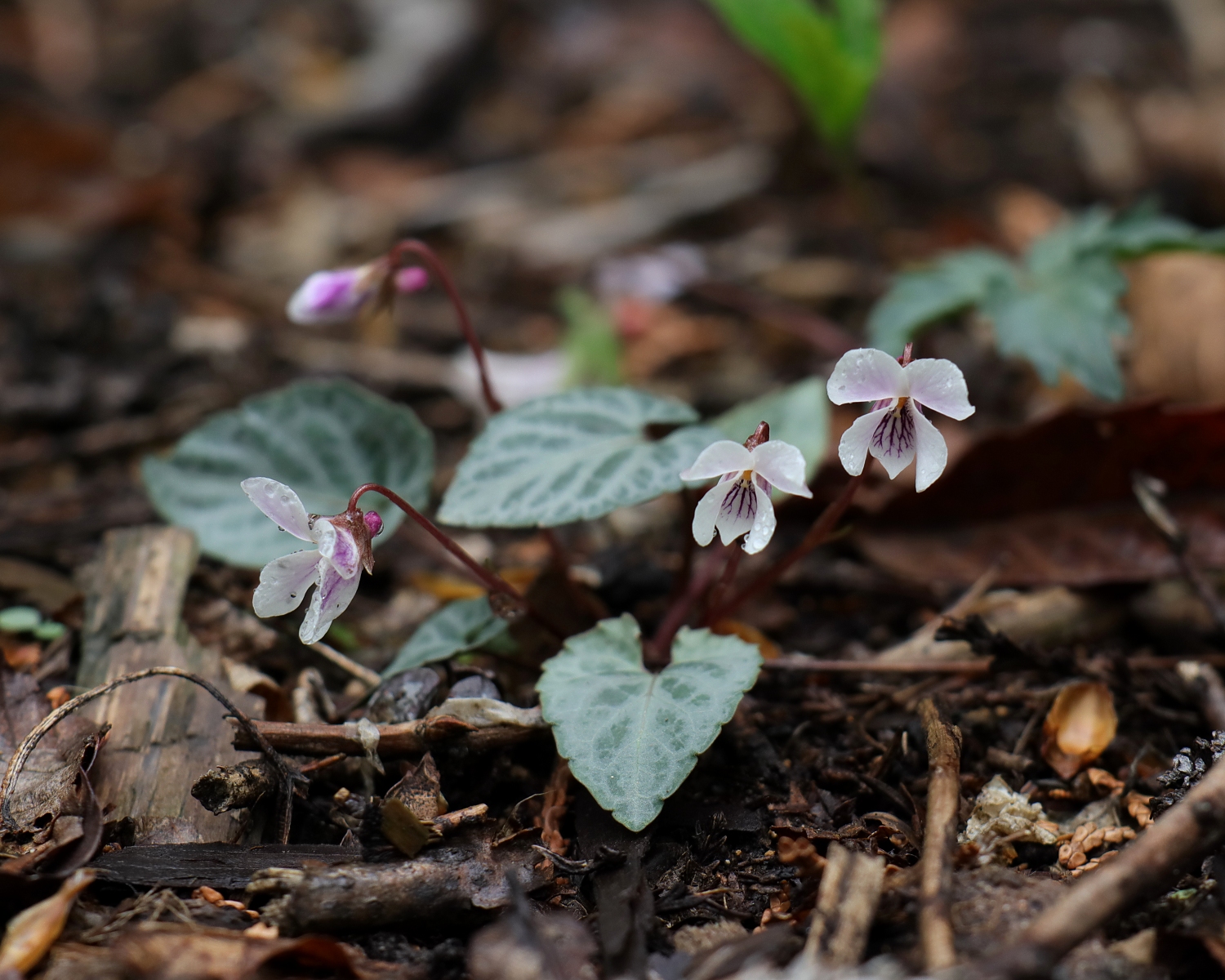 フイリフモトスミレ 山川草木図譜
