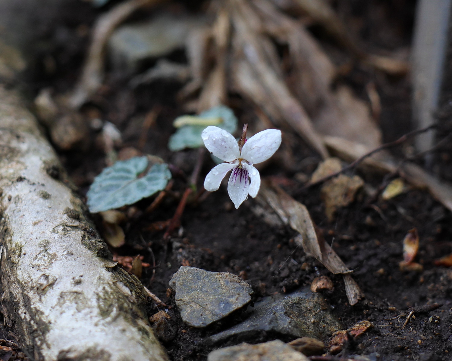 フイリフモトスミレ 山川草木図譜