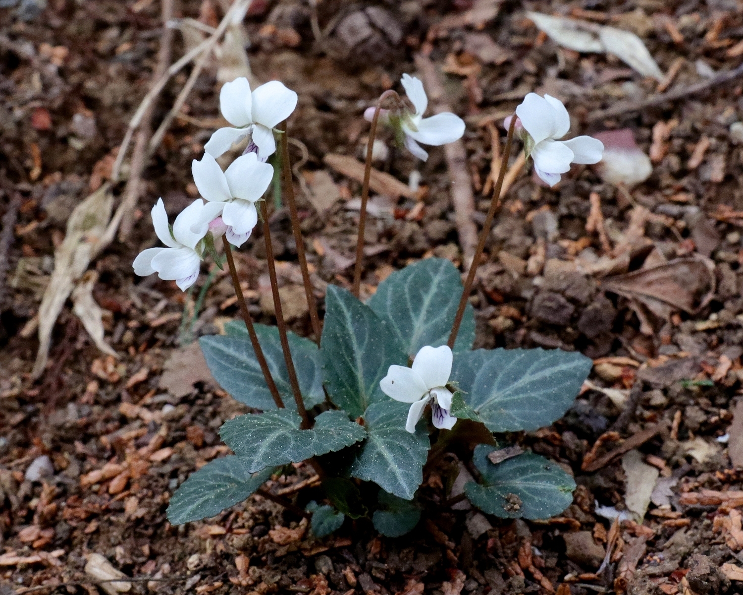 フモトスミレ 山川草木図譜