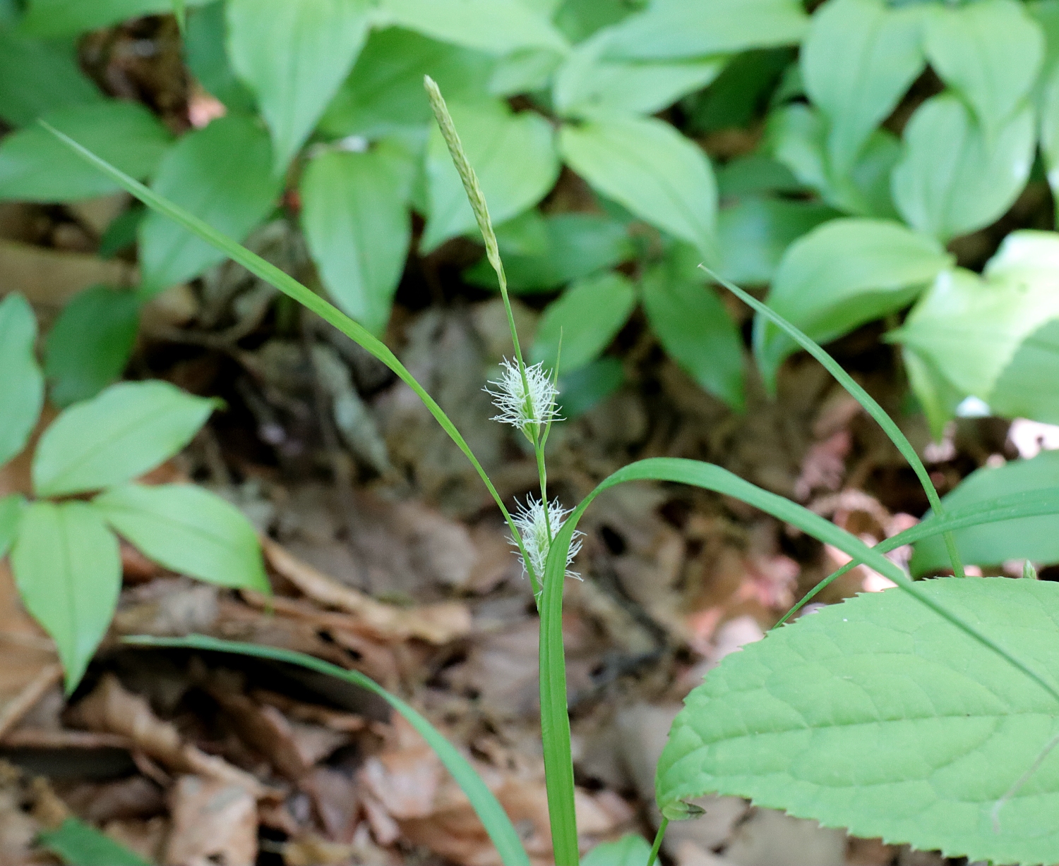 ヒゴクサ 山川草木図譜