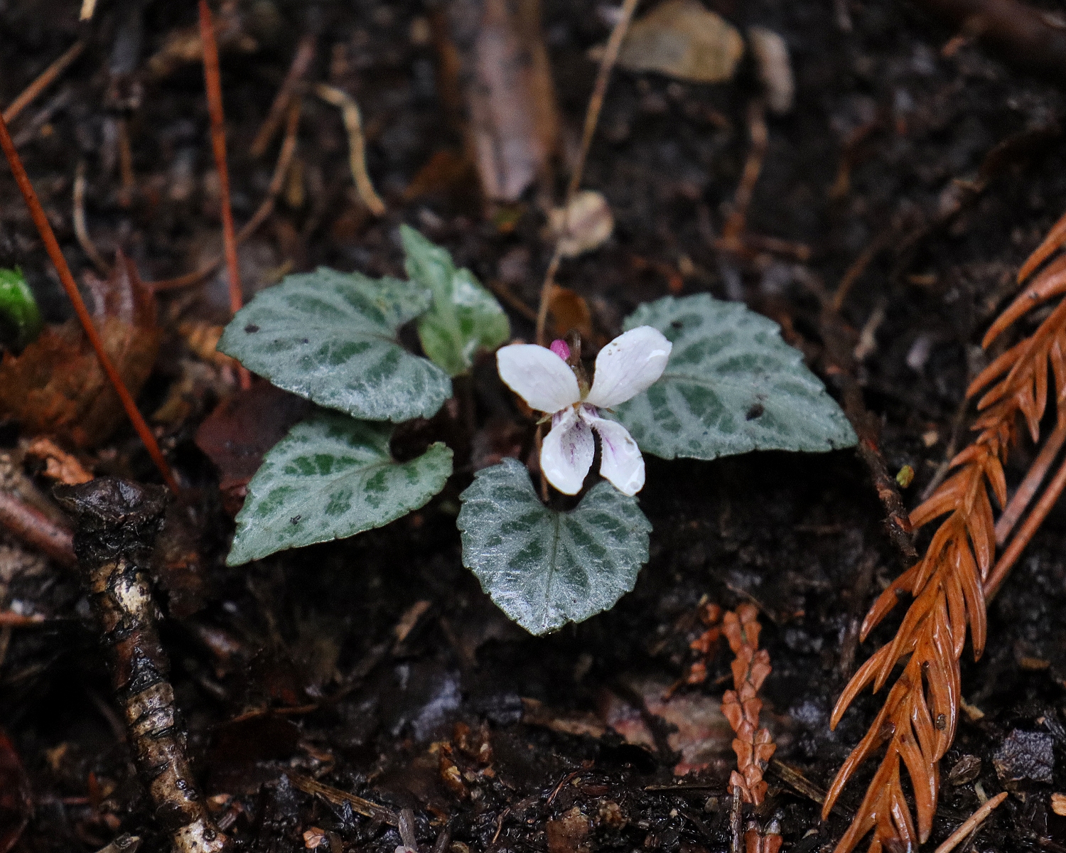フイリフモトスミレ 山川草木図譜
