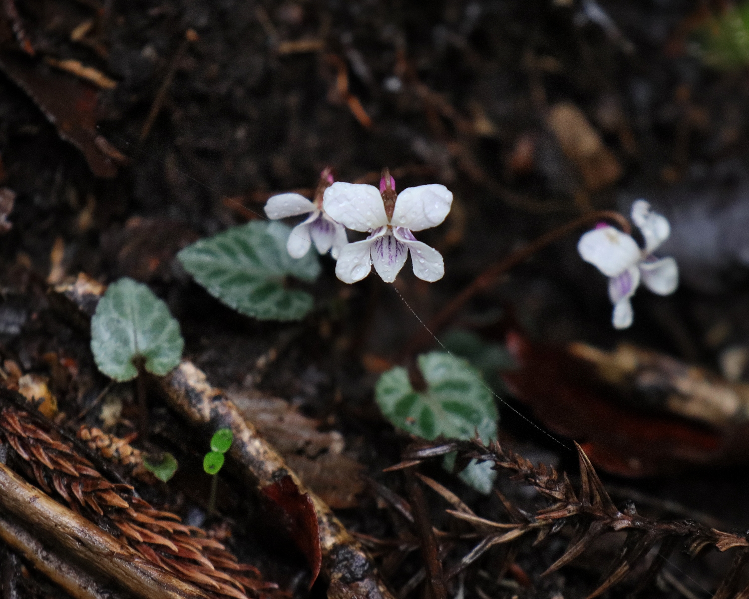 フイリフモトスミレ 山川草木図譜