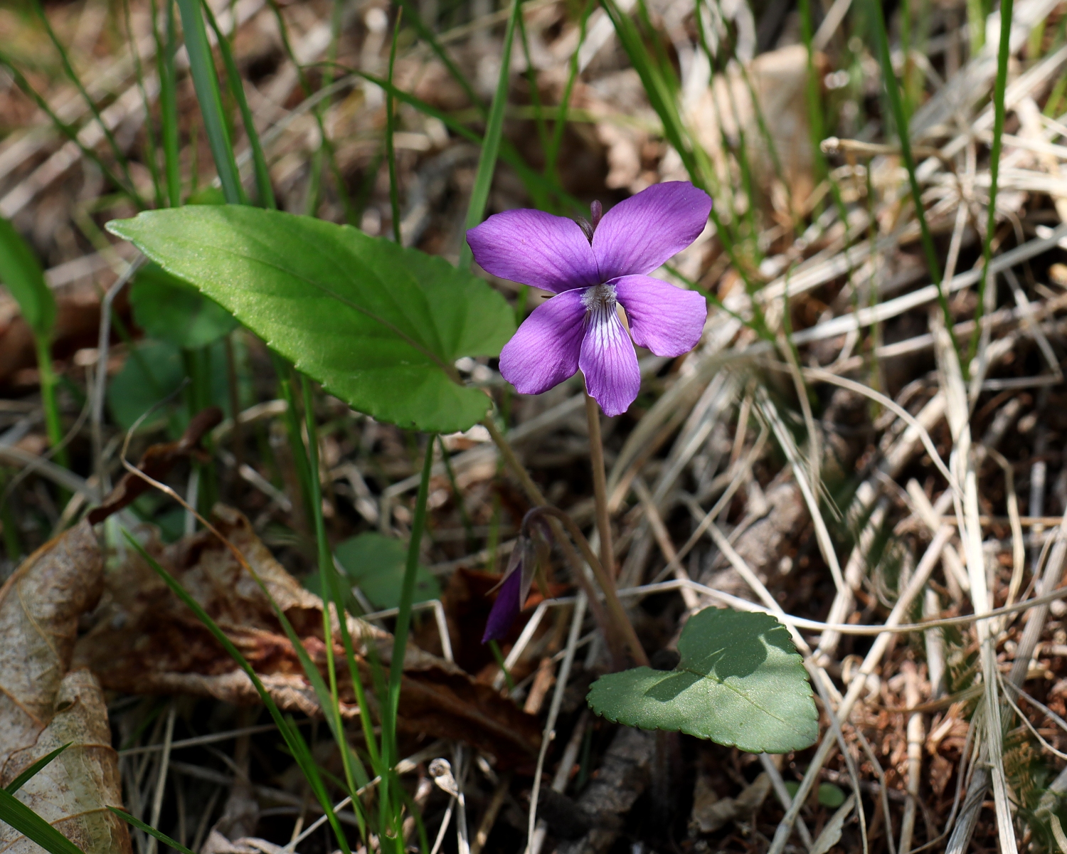 サクラスミレ 山川草木図譜