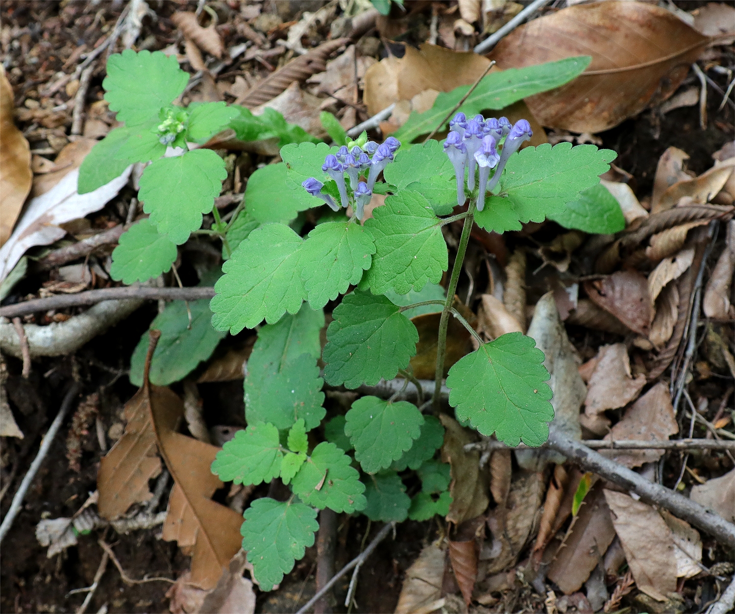 オカタツナミソウ 山川草木図譜 オカタツナミソウ 山川草木図譜