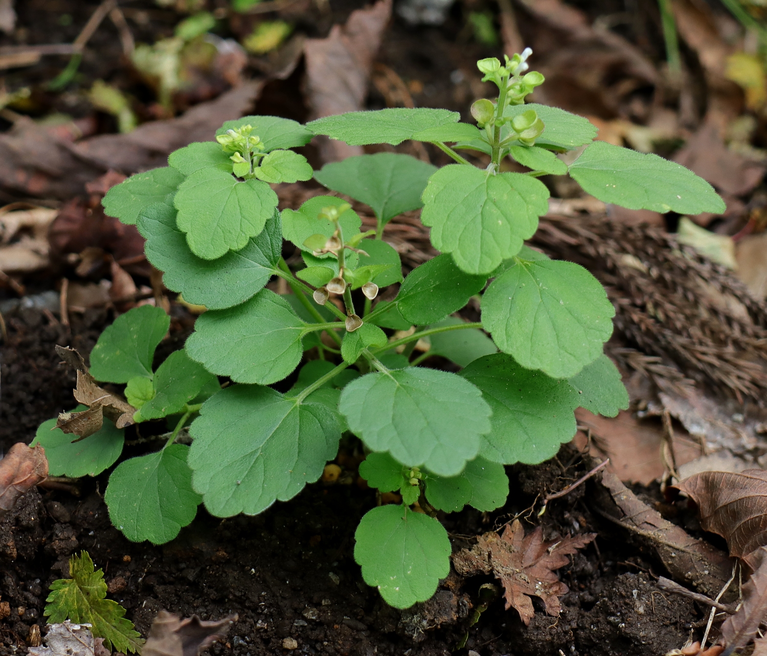 オカタツナミソウ 山川草木図譜 オカタツナミソウ 山川草木図譜