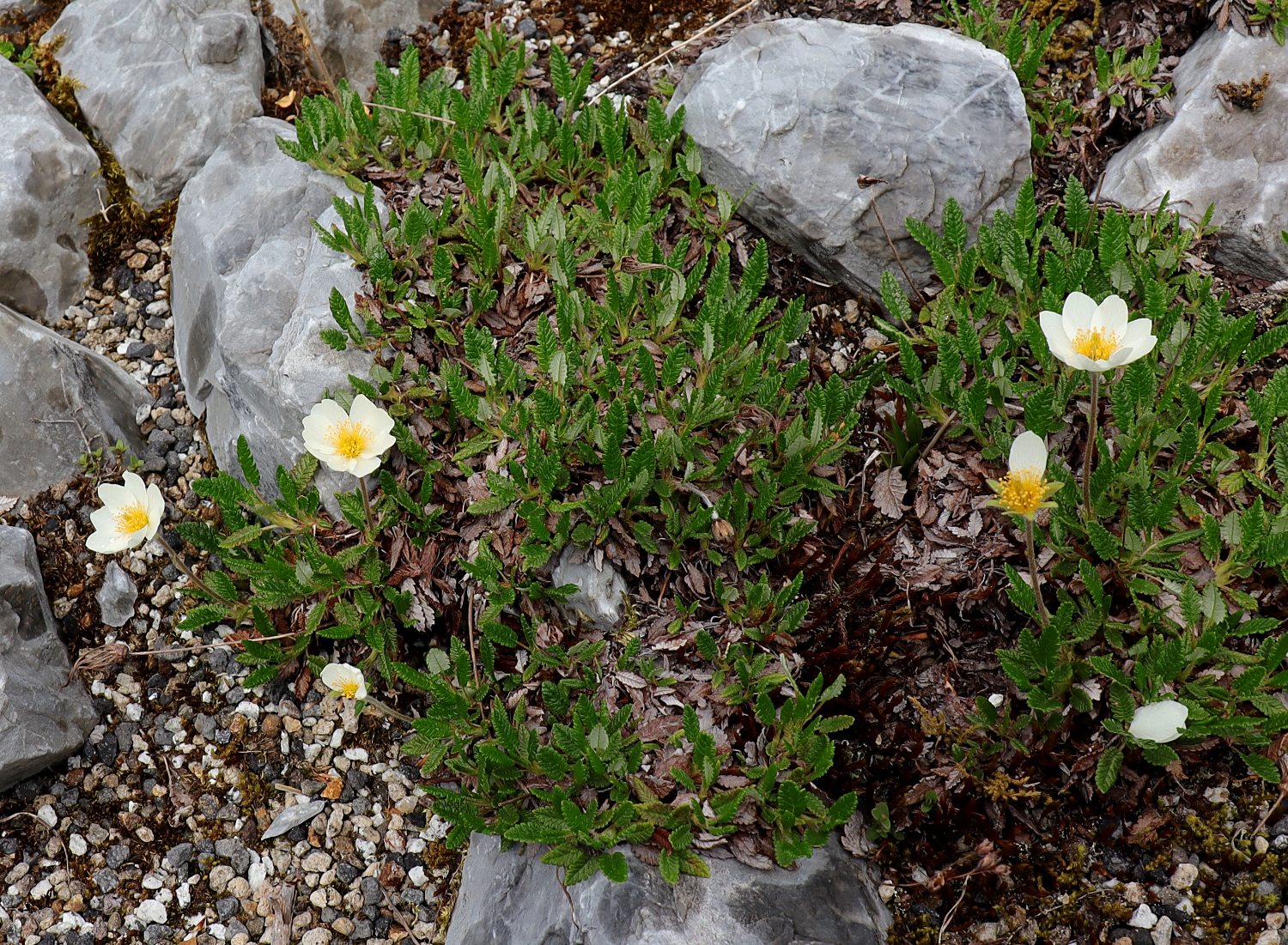 チョウノスケソウ 山川草木図譜