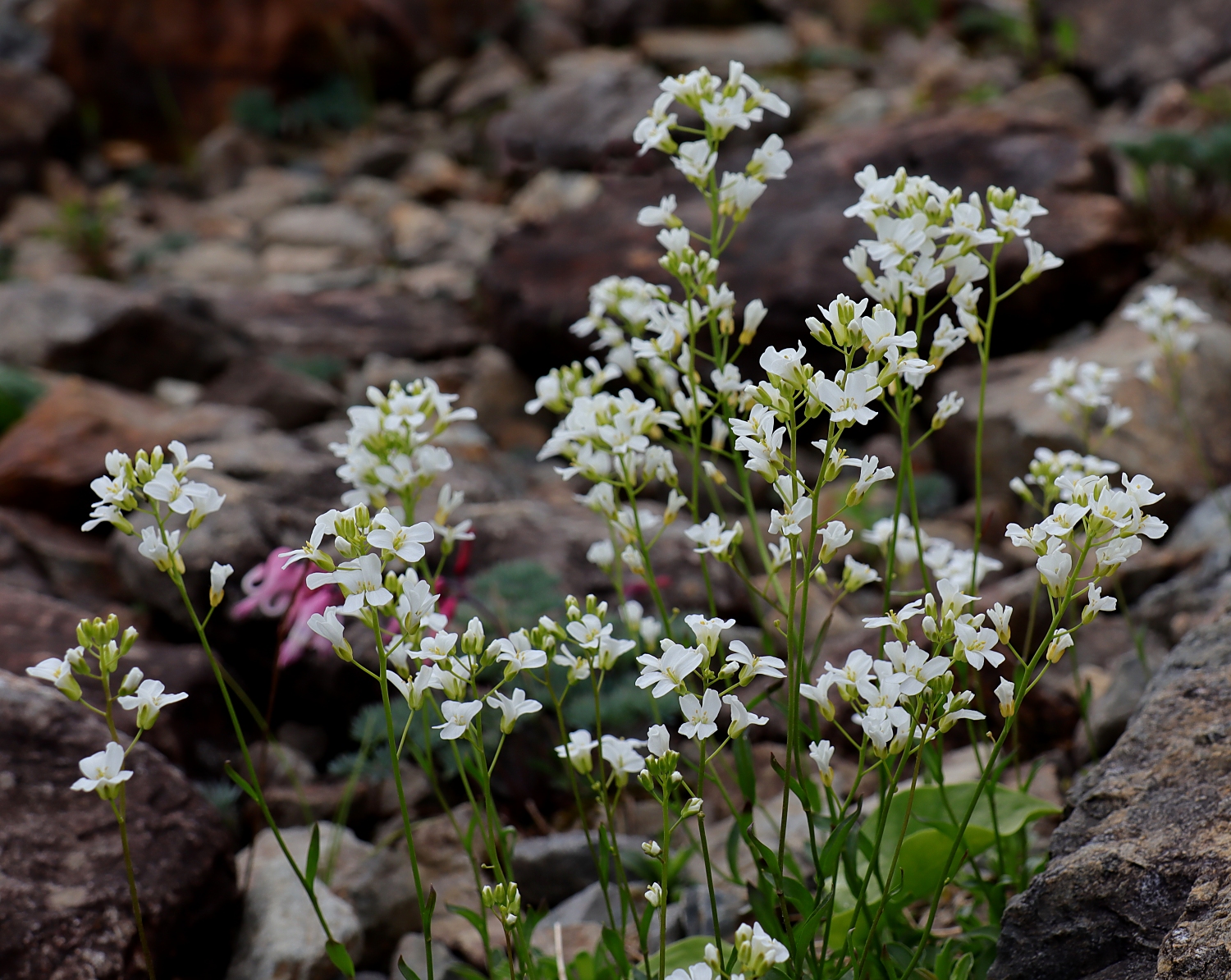 ウメハタザオ 山川草木図譜