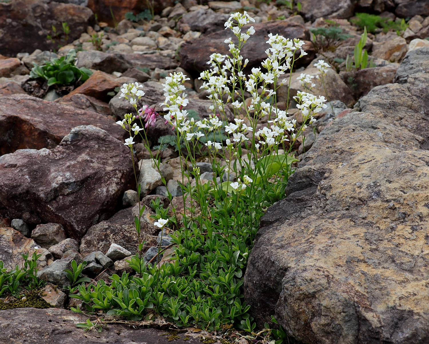 ウメハタザオ 山川草木図譜