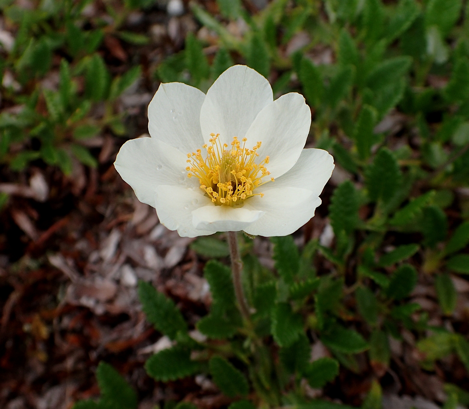 チョウノスケソウ 山川草木図譜