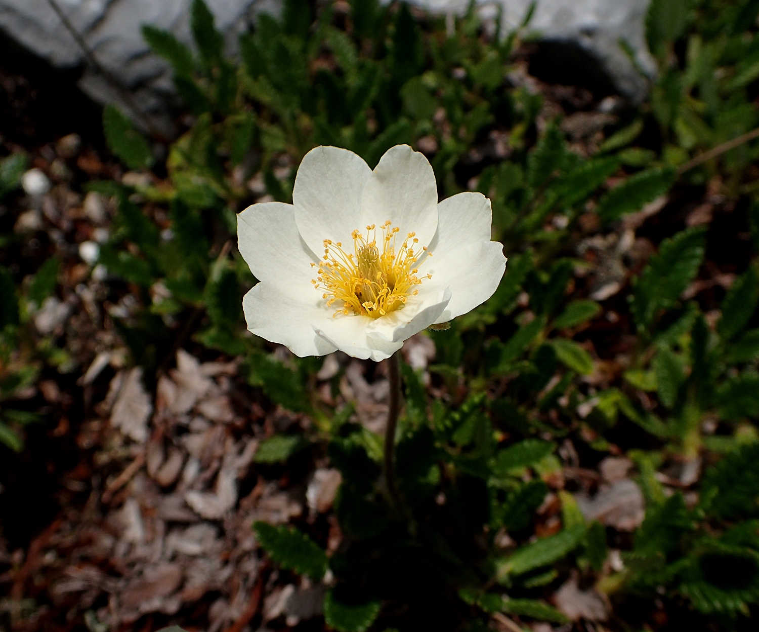 チョウノスケソウ 山川草木図譜