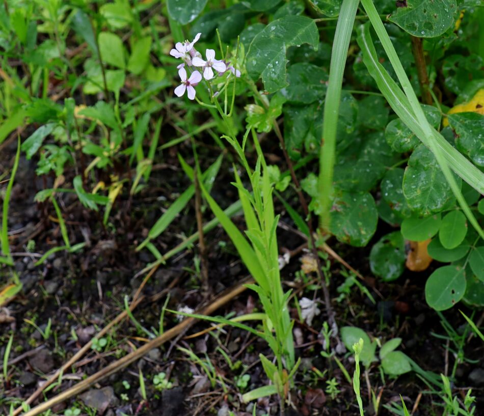アブラナ科 山川草木図譜