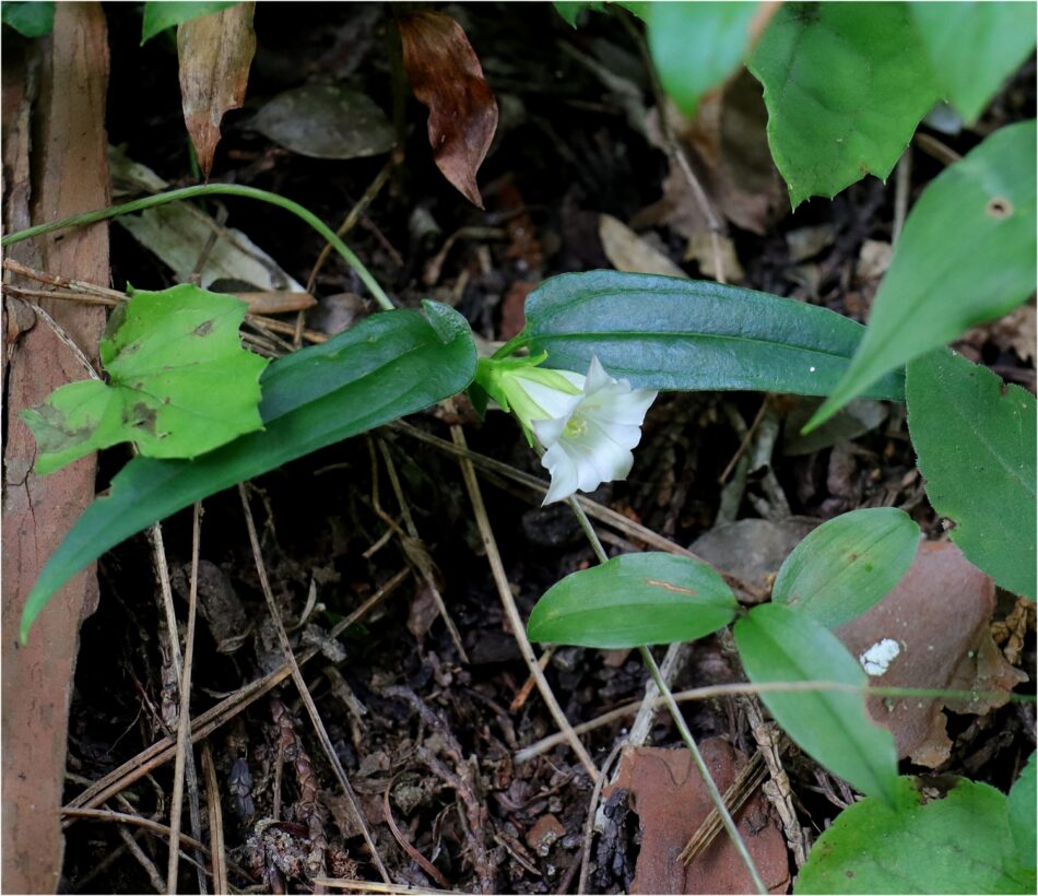 リンドウ科 山川草木図譜