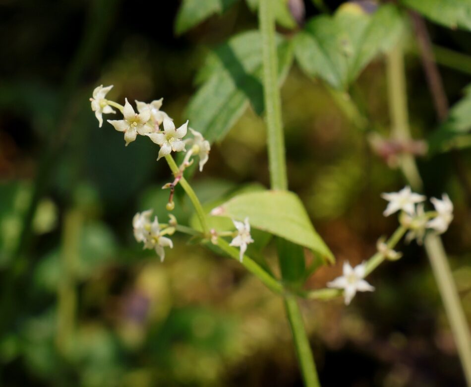 アカネ科 山川草木図譜