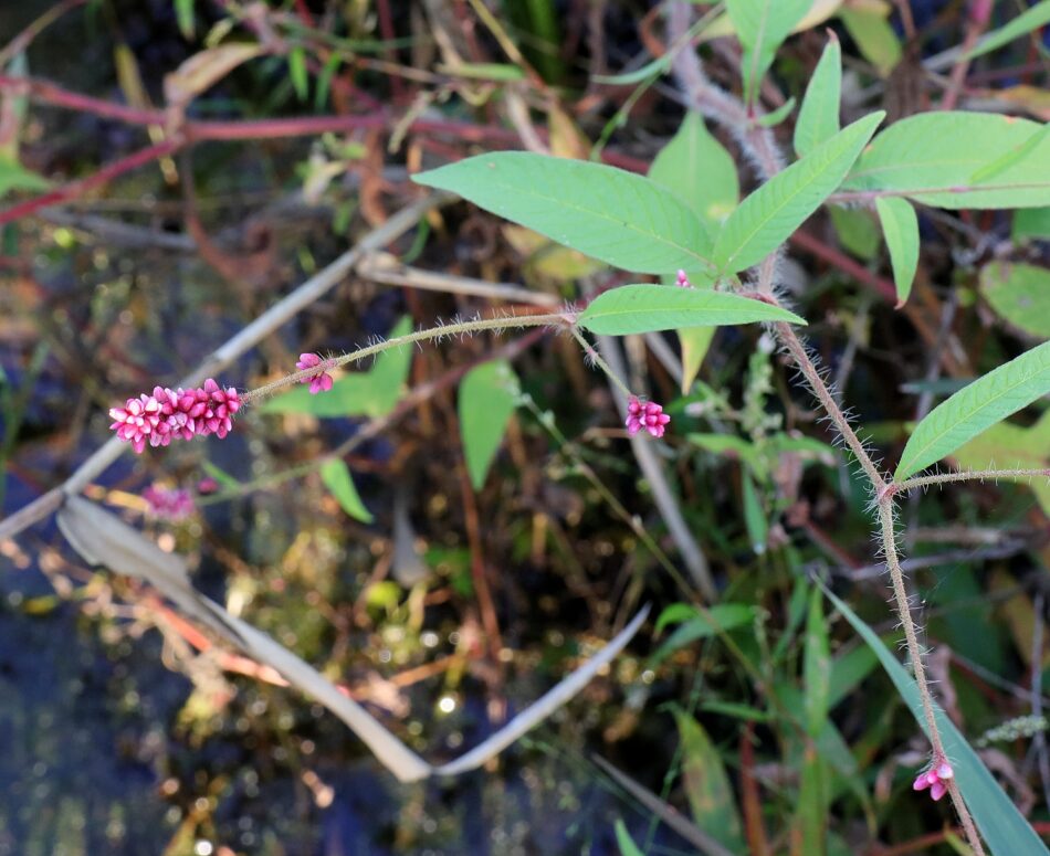 タデ科 山川草木図譜