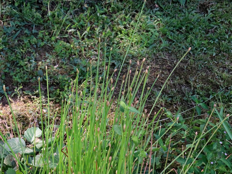 水生植物 山川草木図譜