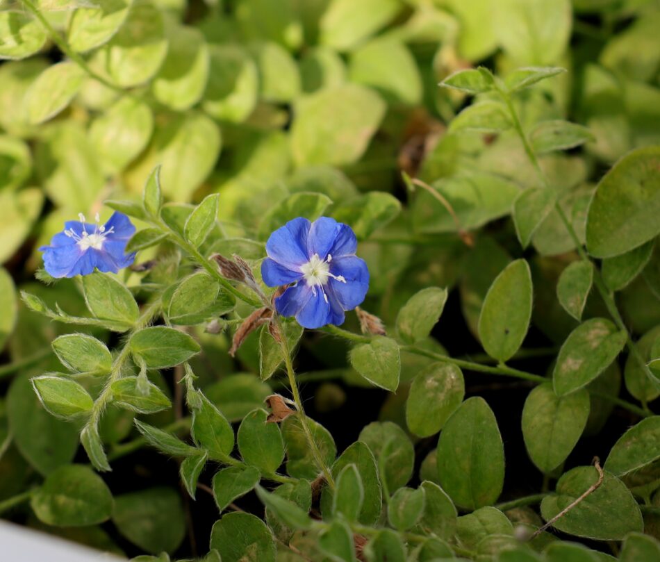 海岸の植物 山川草木図譜