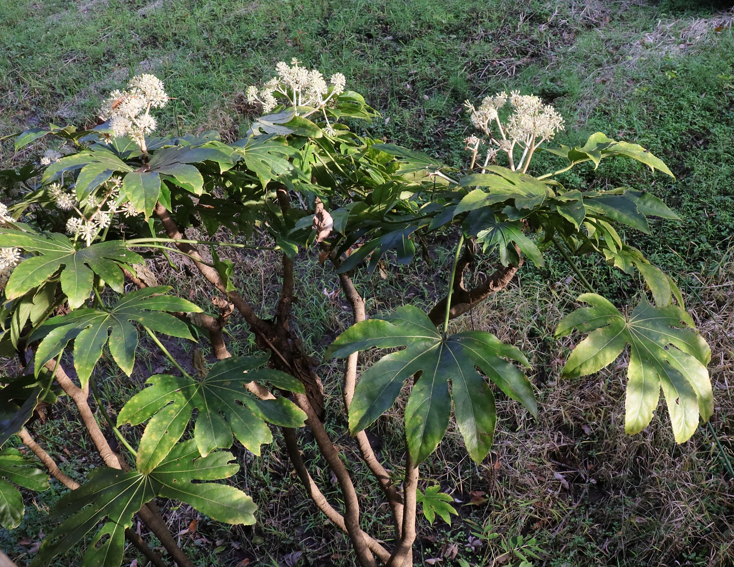 ヤツデ 山川草木図譜 ヤツデ 山川草木図譜