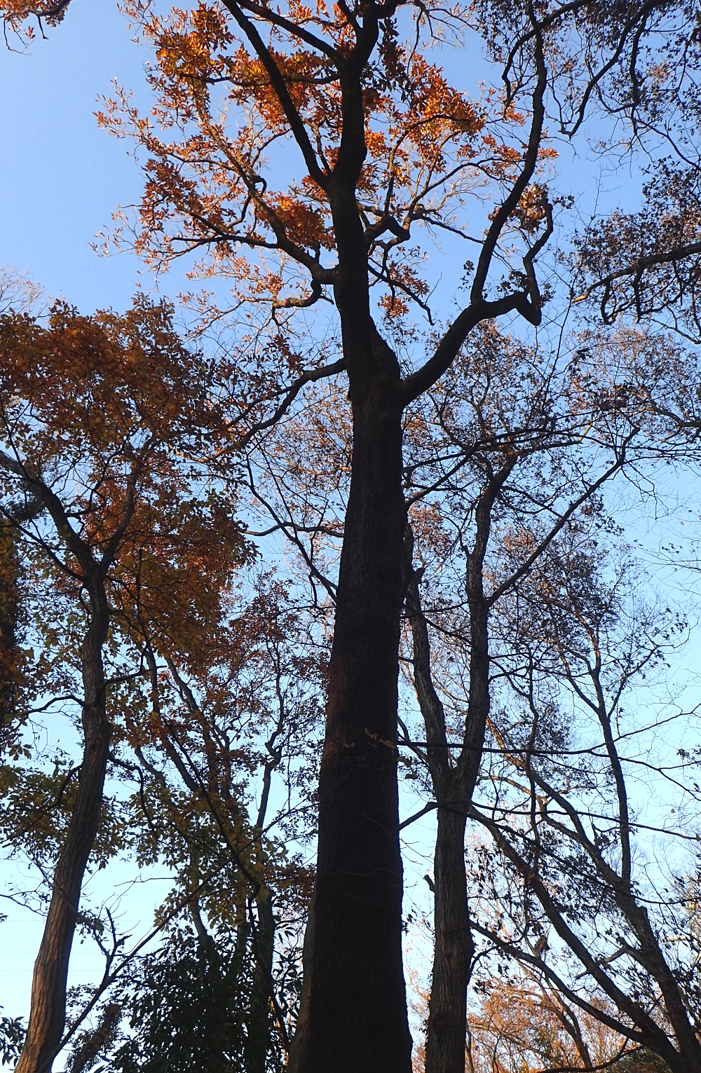 クヌギ