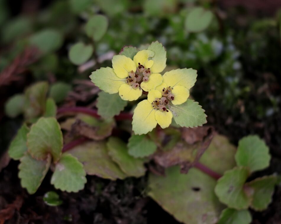 ユキノシタ科 山川草木図譜