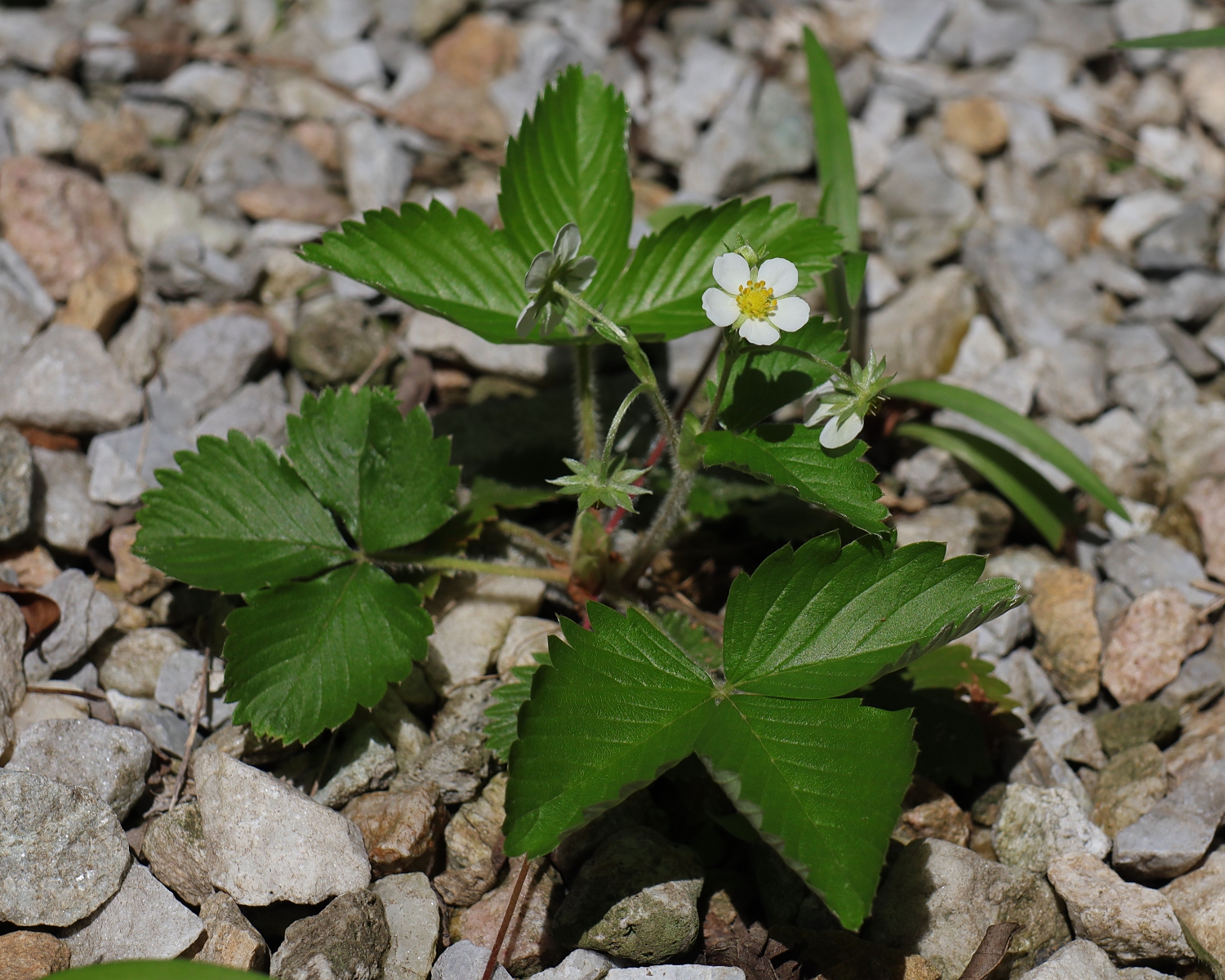 エゾヘビイチゴ 山川草木図譜