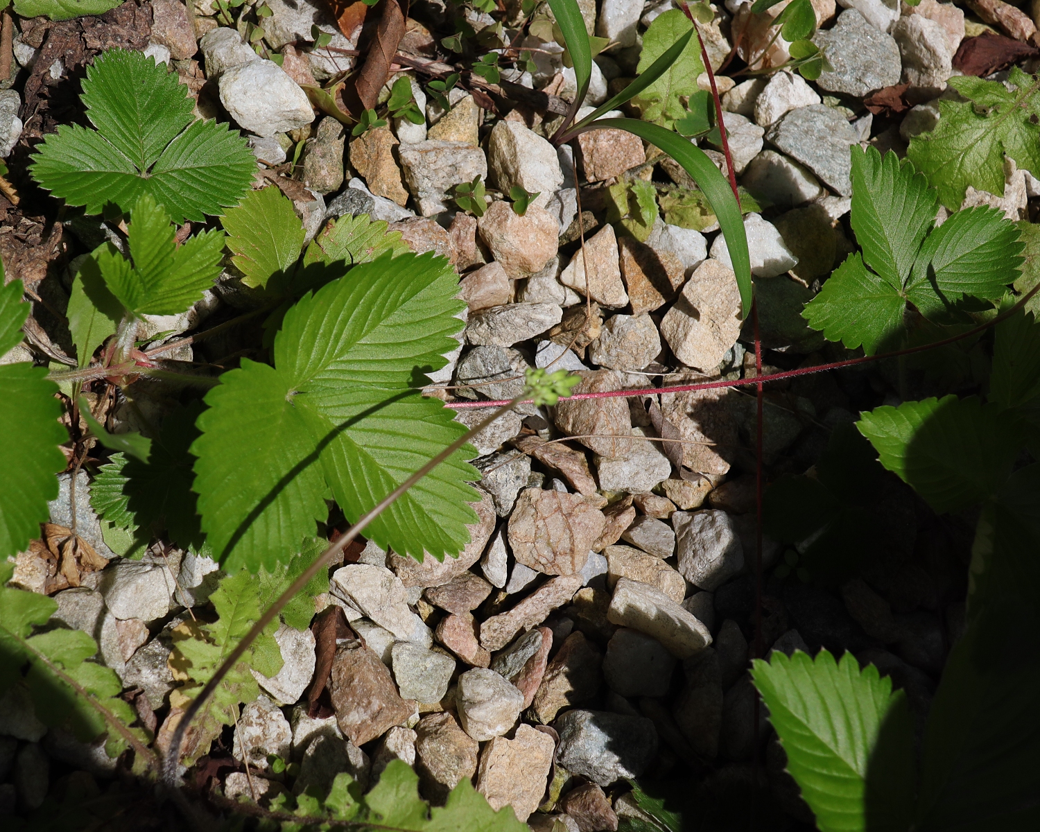 エゾヘビイチゴ 山川草木図譜