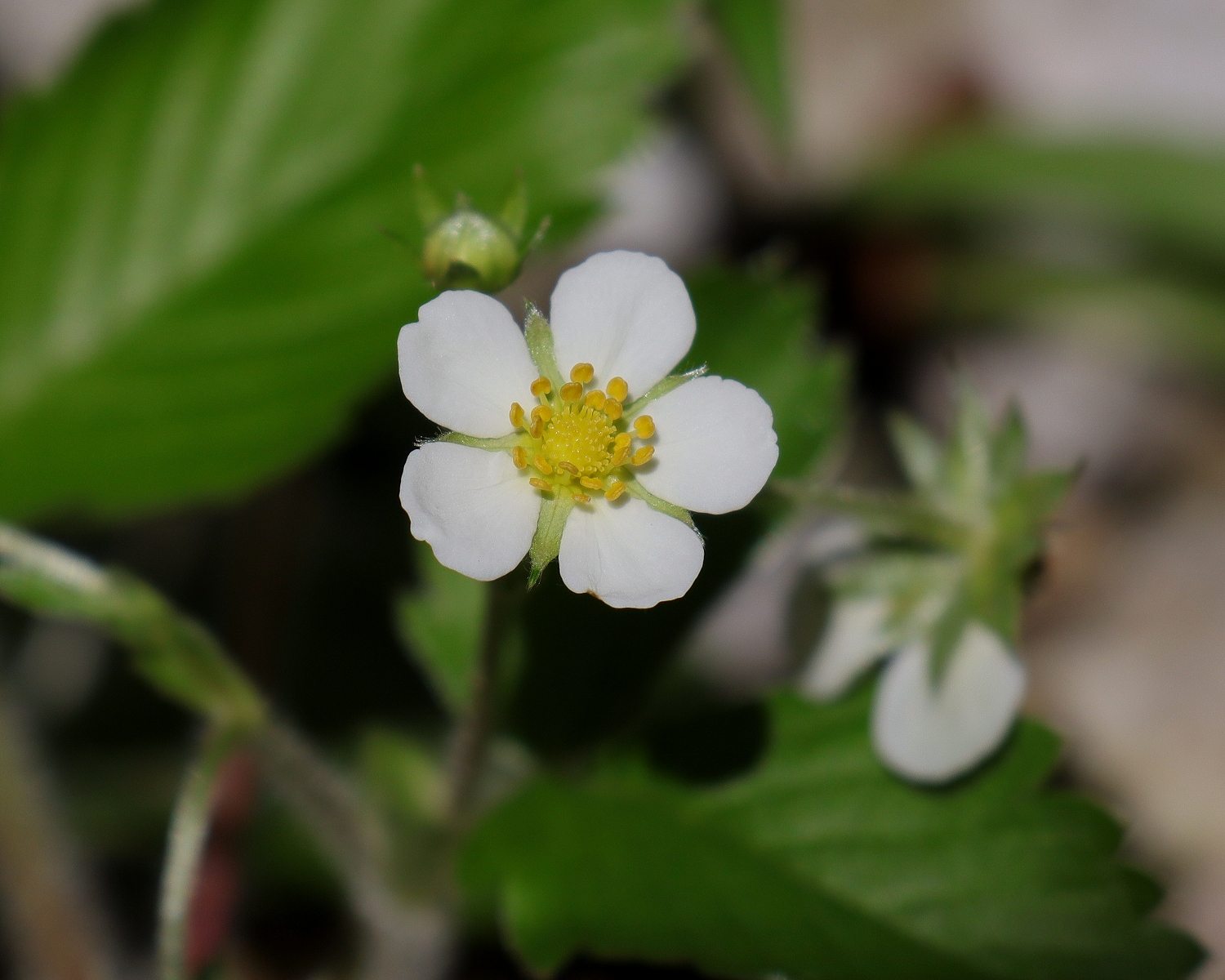 エゾヘビイチゴ 山川草木図譜