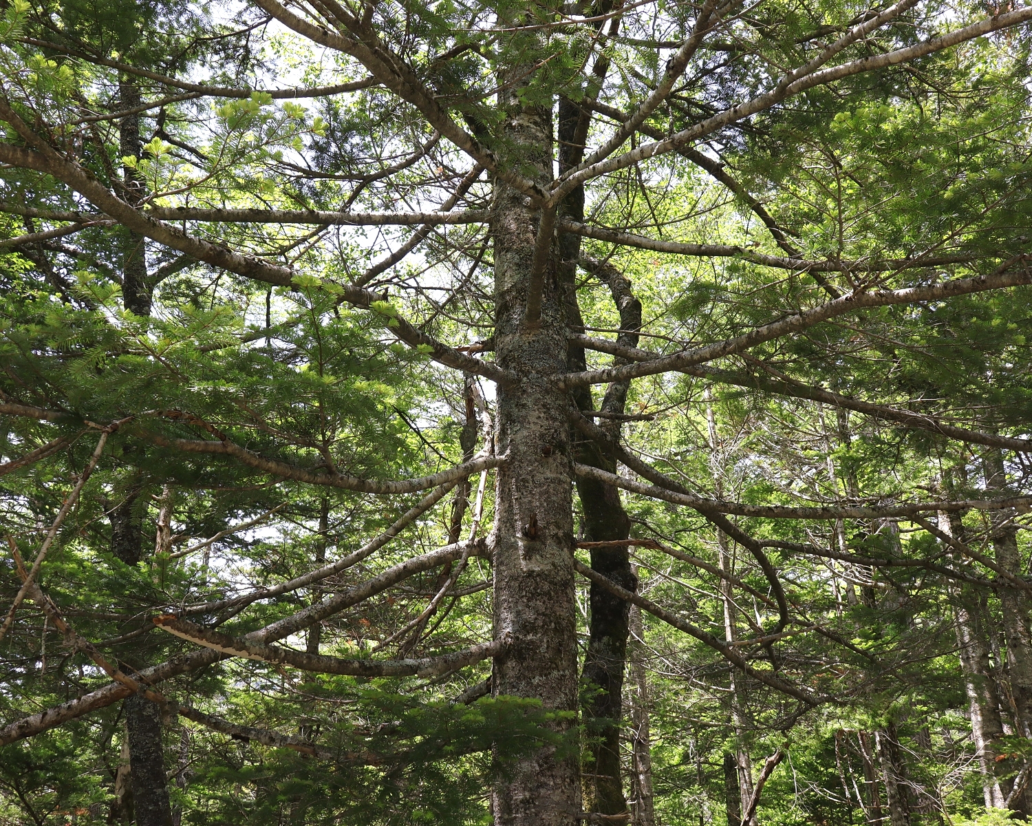 シラビソ 山川草木図譜