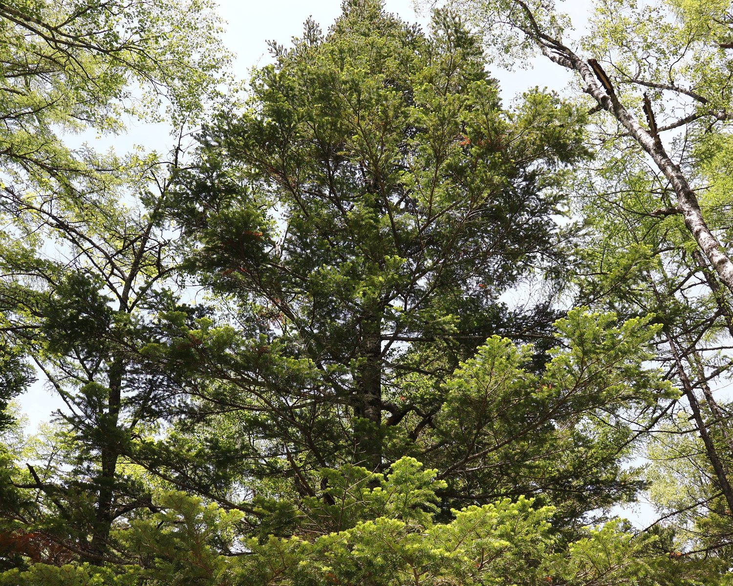 シラビソ 山川草木図譜