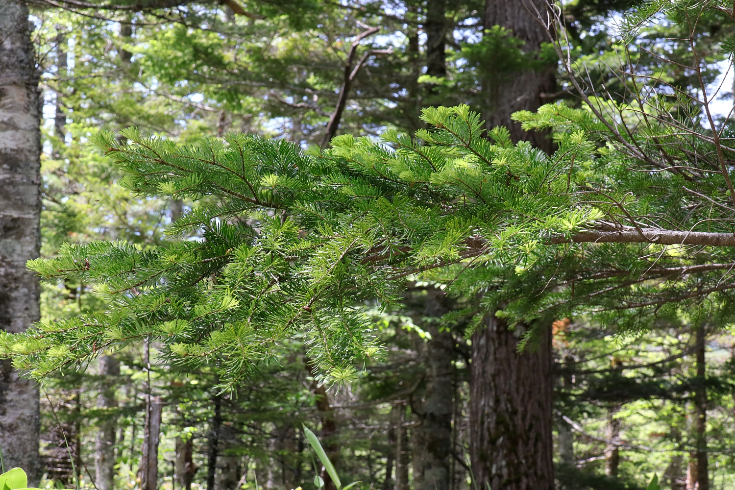 シラビソ 山川草木図譜