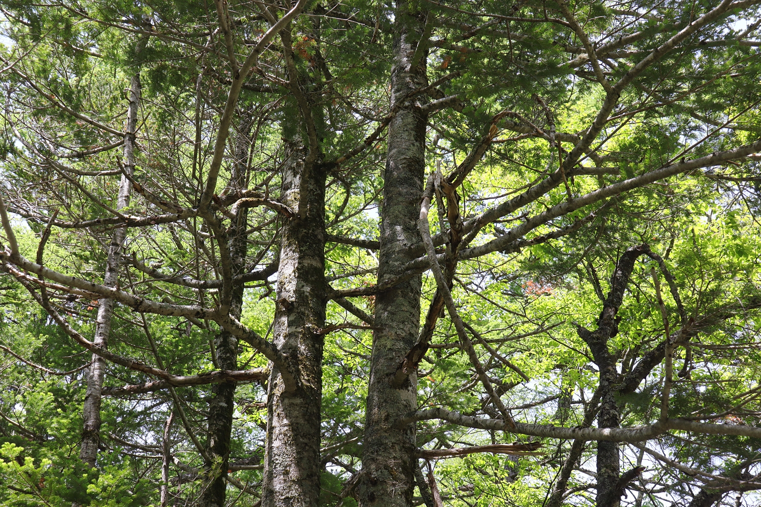 シラビソ 山川草木図譜