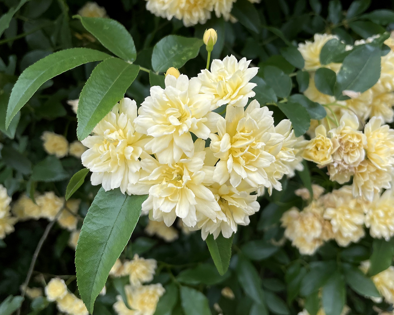 モッコウバラ 山川草木図譜