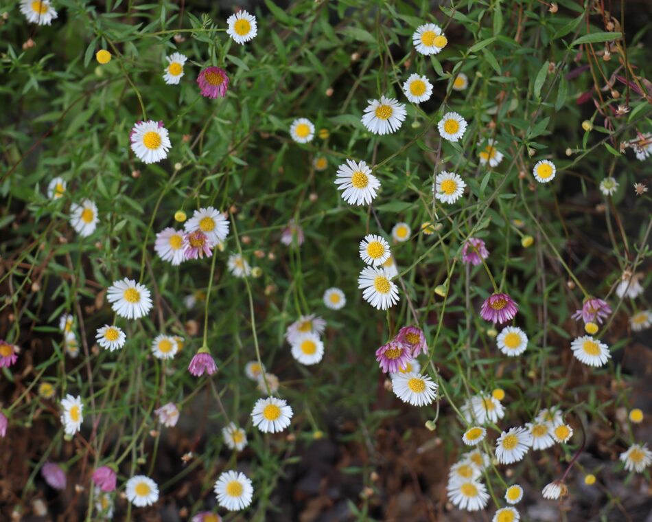 キク科 山川草木図譜