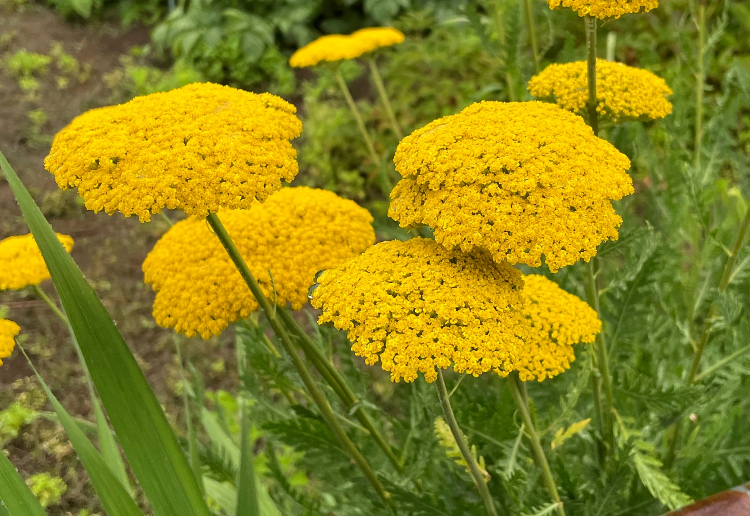 キバナノコギリソウ 山川草木図譜