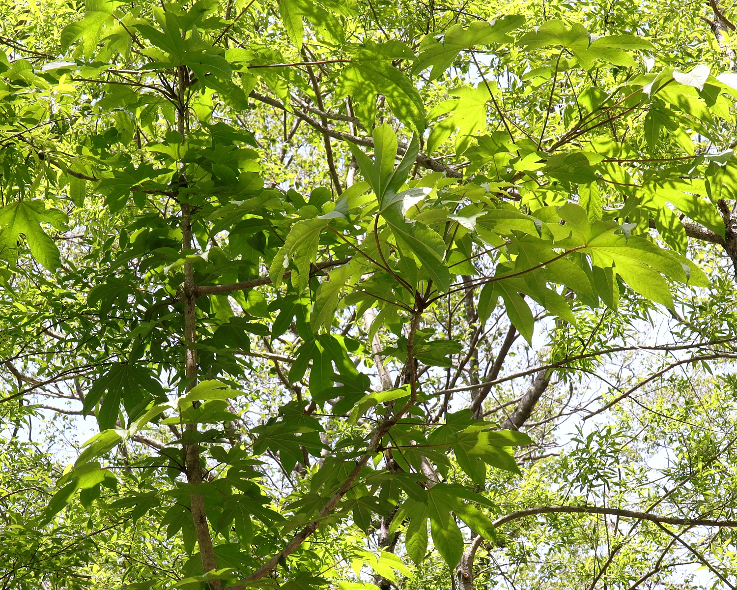 ハリギリ 山川草木図譜