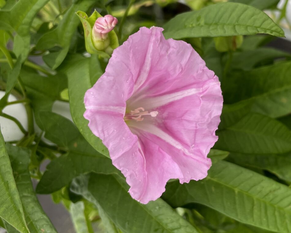 ヒルガオ科 山川草木図譜