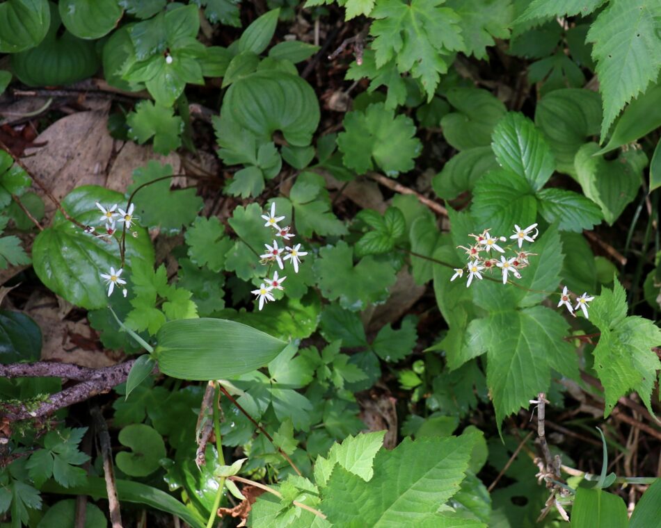 ユキノシタ科 山川草木図譜