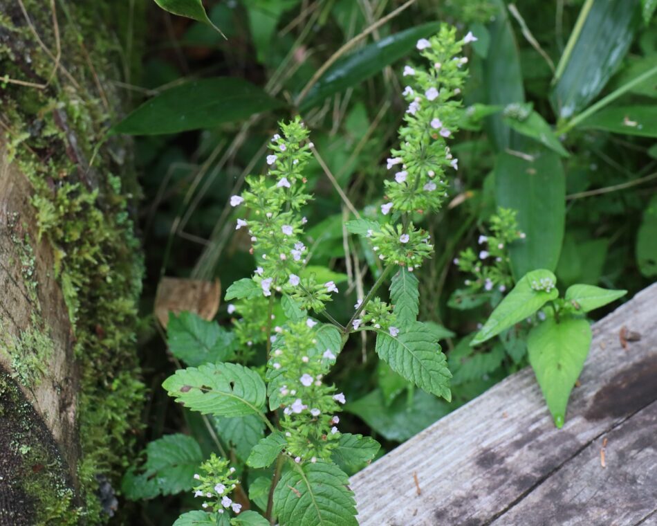 シソ科 山川草木図譜