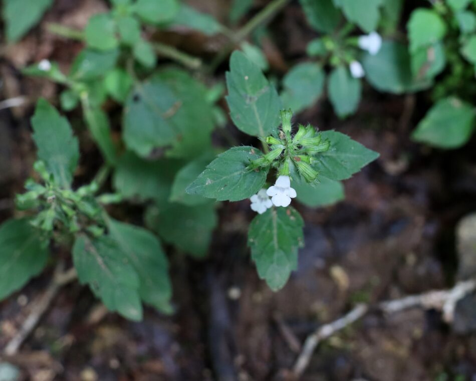 シソ科 山川草木図譜