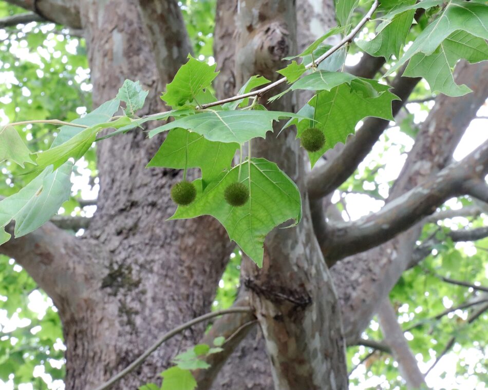 スズカケノキ科 山川草木図譜