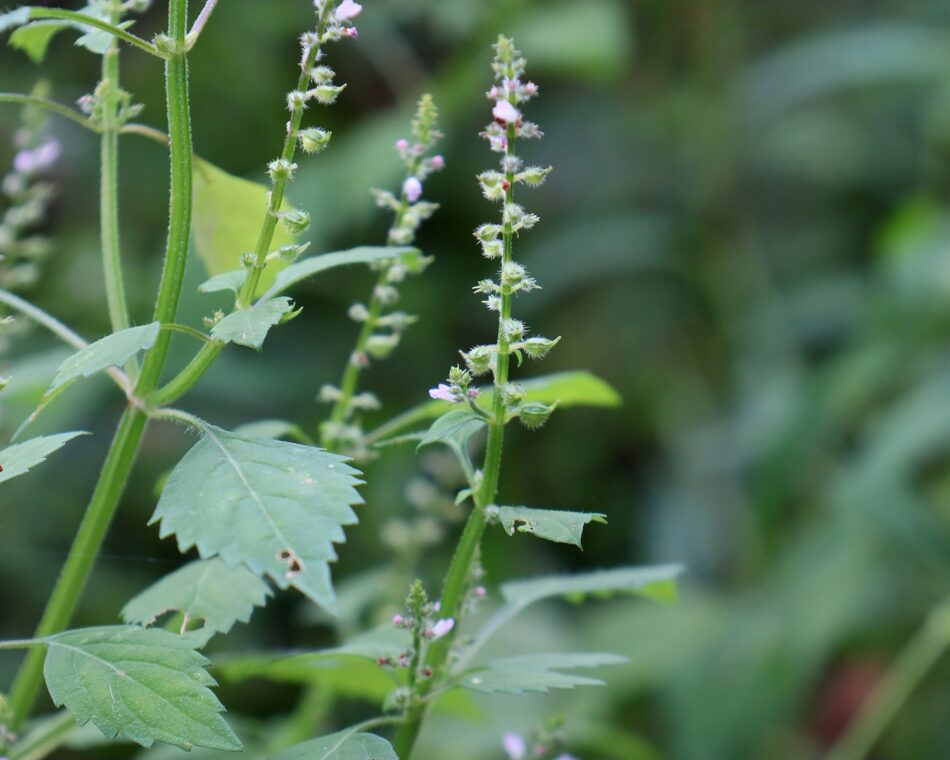 シソ科 山川草木図譜 シソ科 山川草木図譜